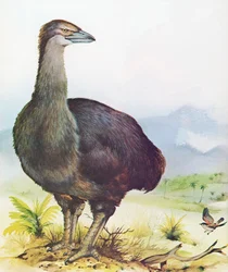 マダガスカルの象の鳥